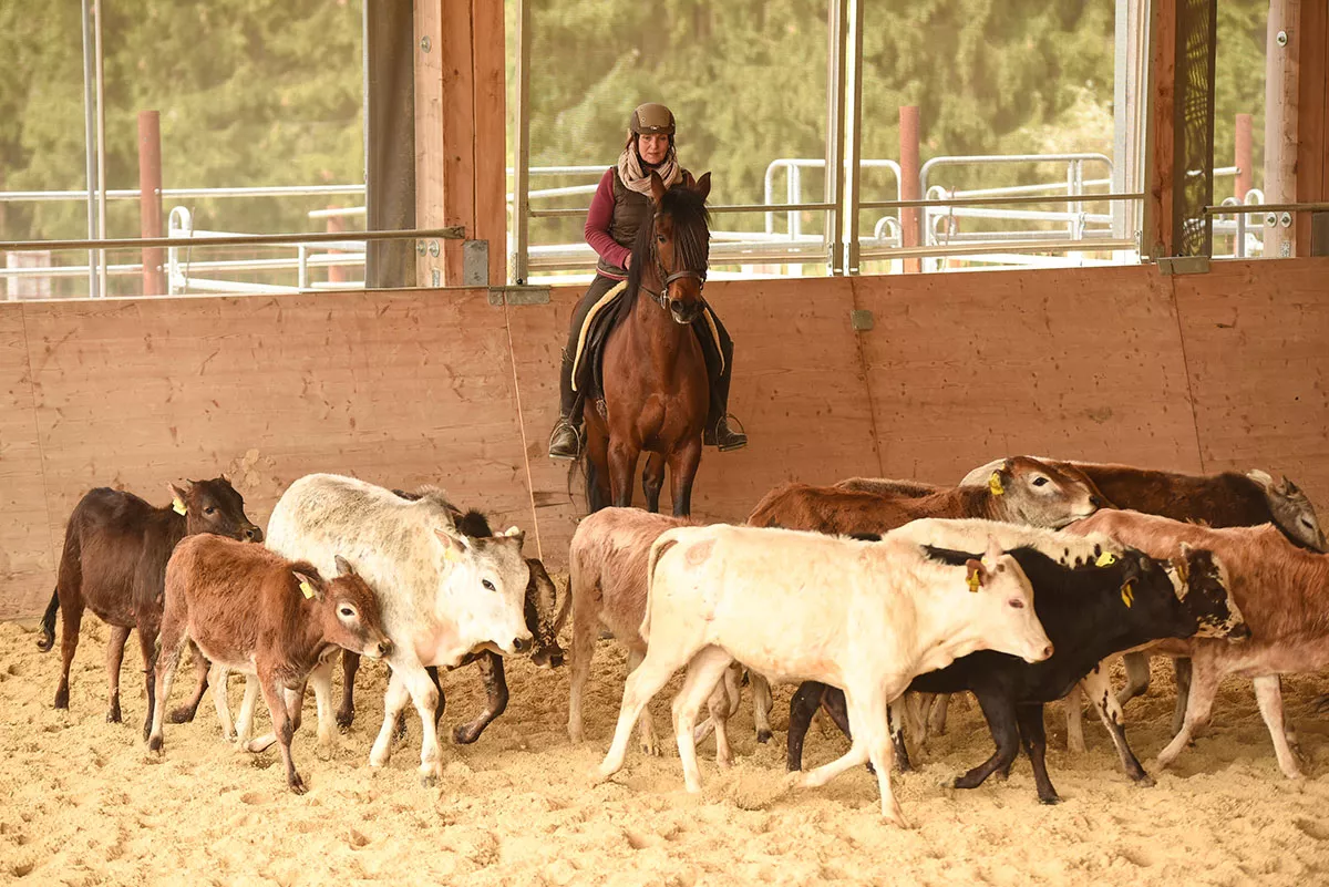 Working Equitation